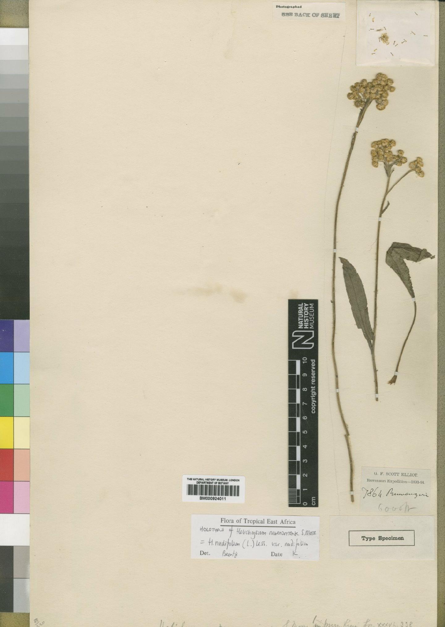 To NHMUK collection (Helichrysum ruwenzoriense Moore; Type; NHMUK:ecatalogue:4529060)