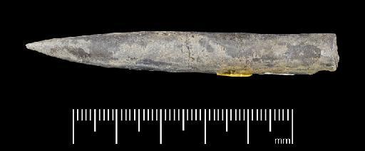 Simpsonibelus expansus (Simpson) - PI CC 1310 - belemnite