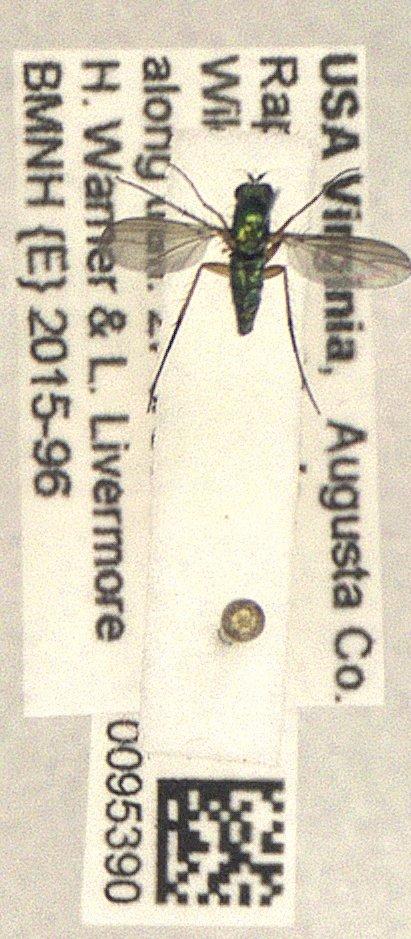 To NHMUK collection (Dolichopodidae Latreille, 1809; NHMUK:ecatalogue:5758868)