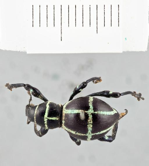 Pachyrhynchus chlorolineatus Waterhouse, G.R., 1841 - P_chlorolineatus_green_type