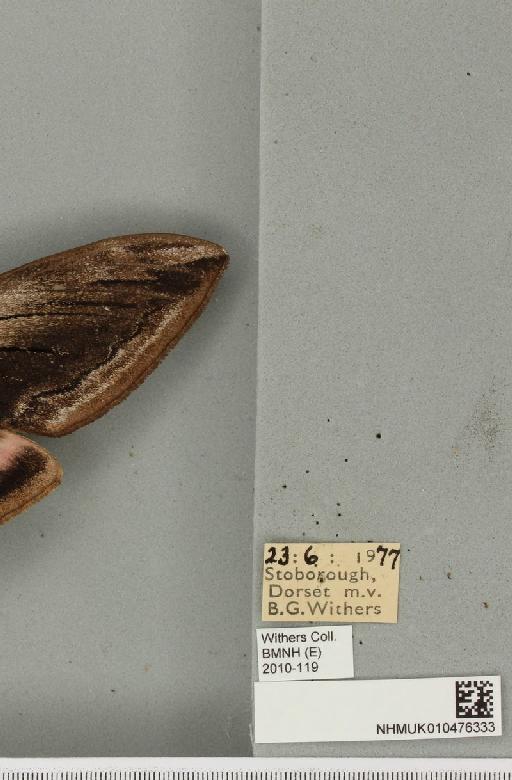 Sphinx ligustri Linnaeus, 1758 - NHMUK_010476333_label_533719