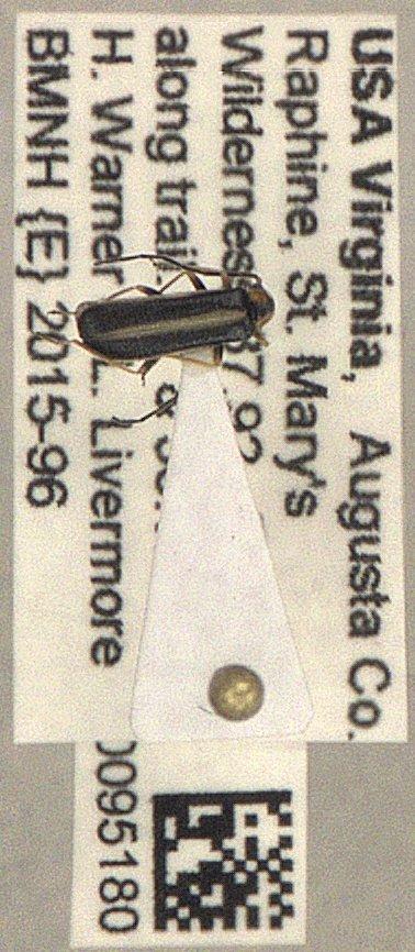 Rhagonycha (Incertae sedis) imbecillis (LeConte, 1851) - Coleoptera 010095180