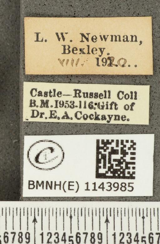 Lycaena phlaeas eleus ab. radiata Tutt, 1896 - BMNHE_1143985_label_108988