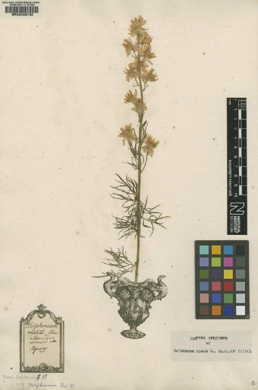 Delphinium ajacis L. - BM000628782