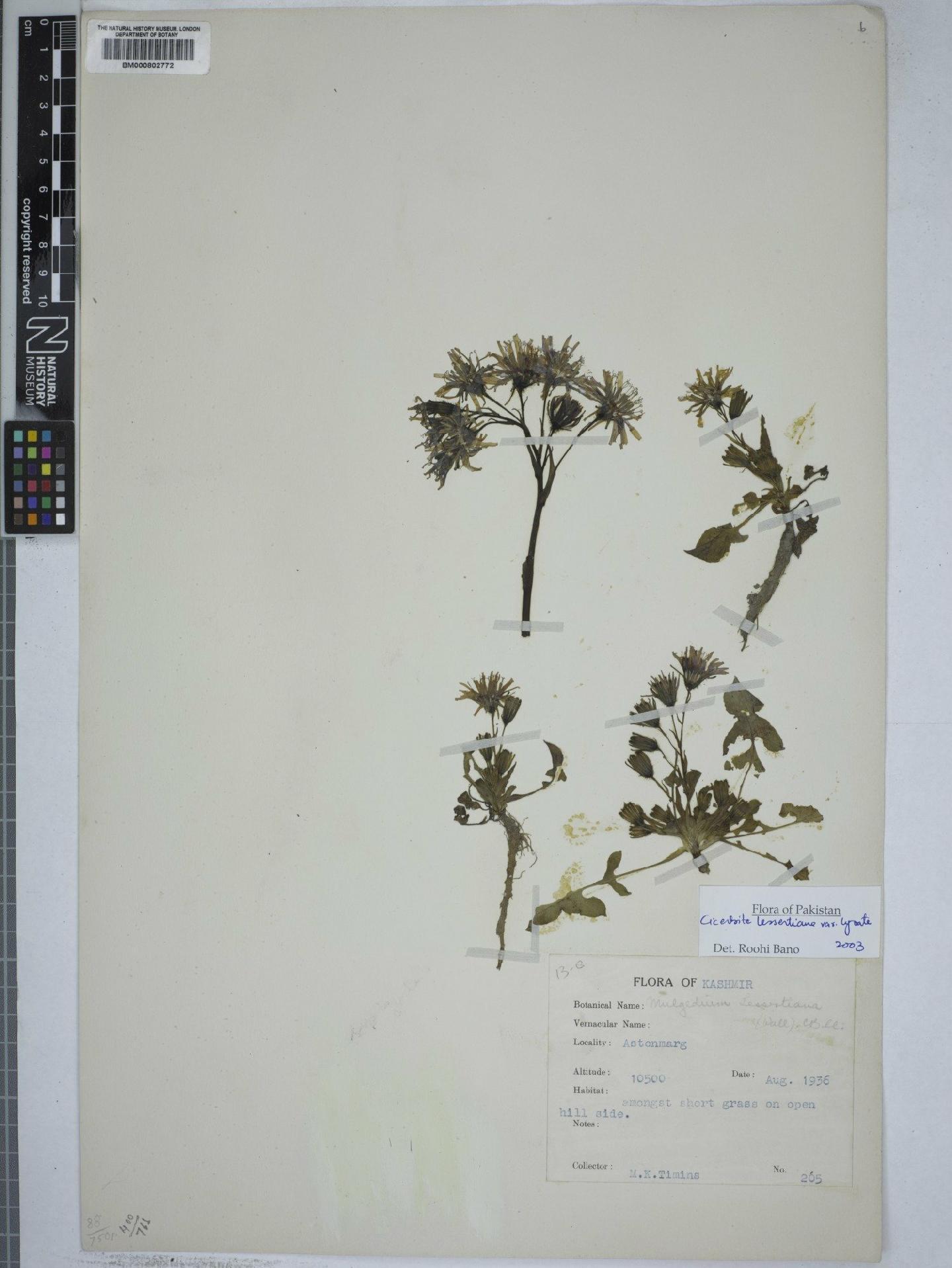 To NHMUK collection (Cicerbita lessertiana var. lyrata (Decne.) Bano & Qaiser; NHMUK:ecatalogue:4973821)