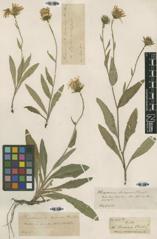 Hieracium leucophaeum subsp. bernense (Christener) Zahn - BM001082437