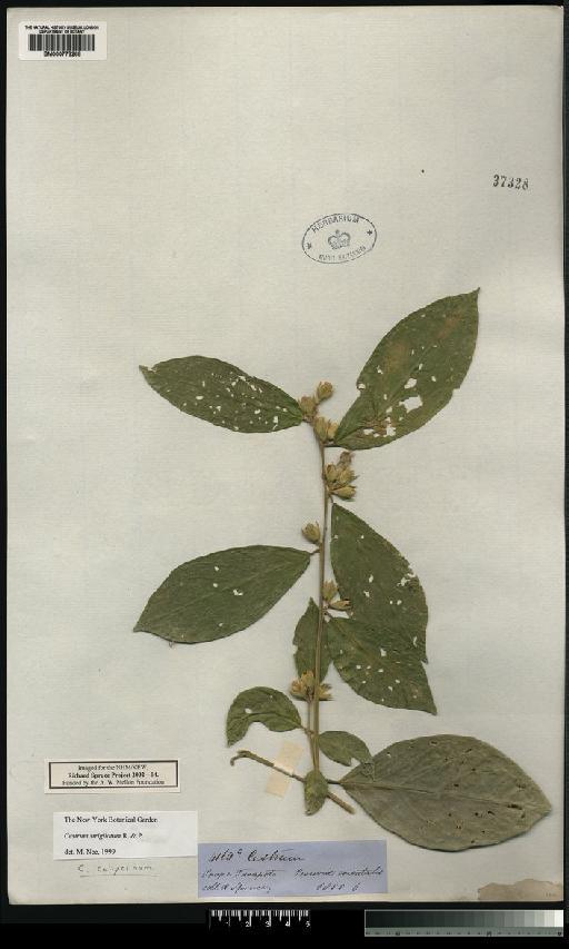 Cestrum strigilatum Ruiz & Pav. - Spruce - BM000778268