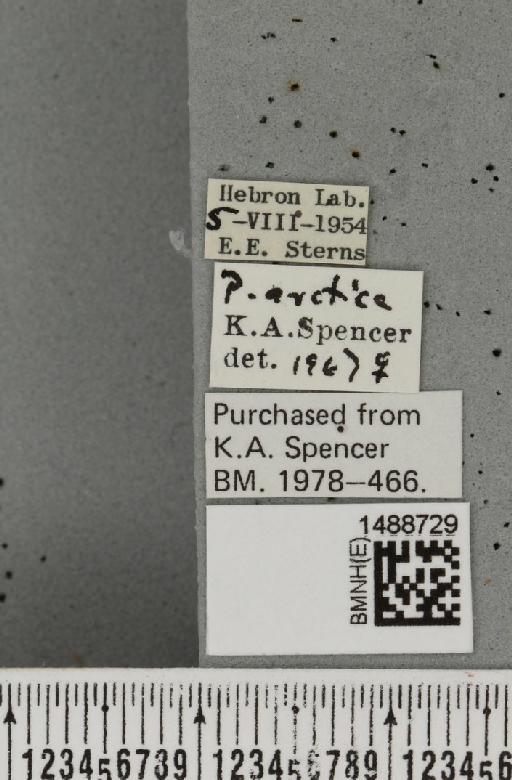 Phytoliriomyza arctica (Lundbeck, 1901) - BMNHE_1488729_label_52576