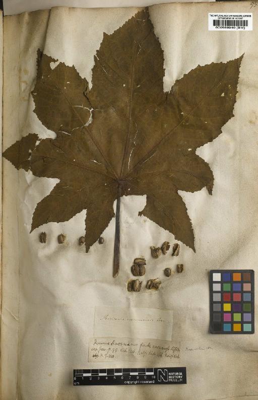 Ricinus communis L. - BM000588940