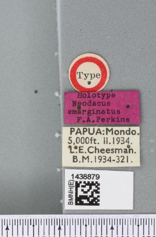 Bactrocera (Zeugodacus) emarginata (Perkins, 1939) - BMNHE_1438879_label_35449