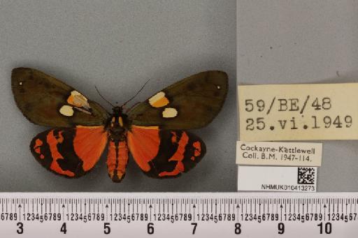 Callimorpha dominula (Linnaeus, 1758) - NHMUK_010413273_523281