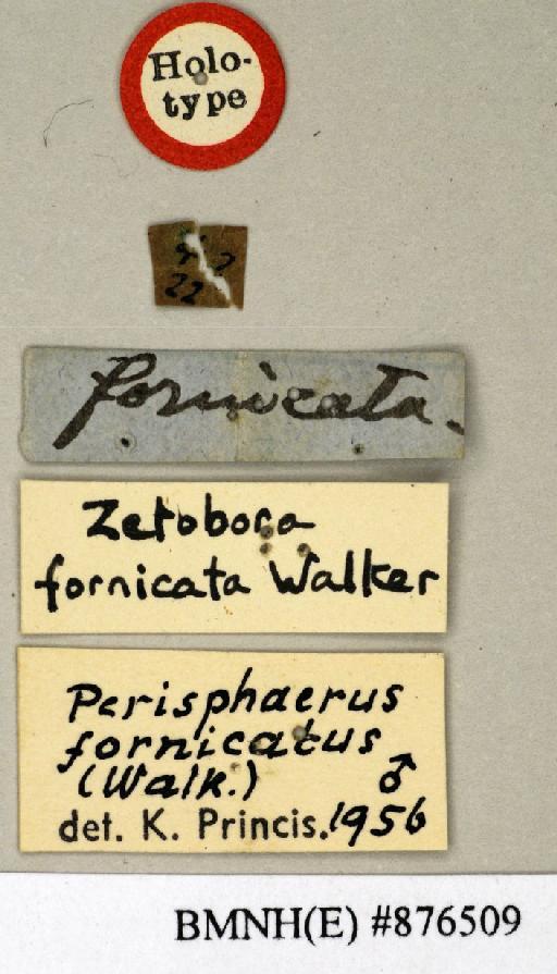 Zetobora fornicata Walker, 1868 - Zetobora fornicata Walker, F, 1868, male, holotype, labels. Photographer: Edward Baker. BMNH(E)#876509