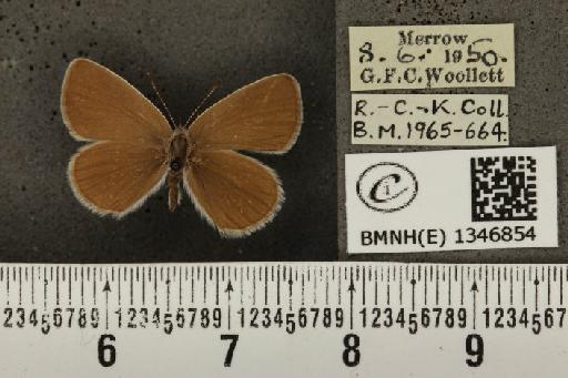 Cupido minimus ab. pallida Tutt, 1896 - BMNHE_1346854_150644