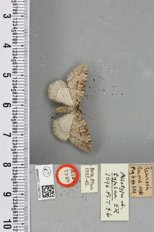 Epirrita autumnata ab. approximaria Weaver, 1852 - BMNHE_1790724_360820