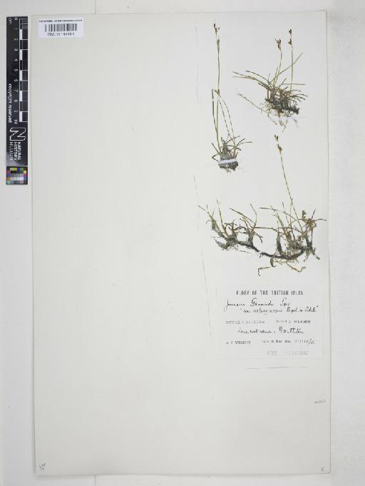 Juncus gerardii Loisel. - 015144454
