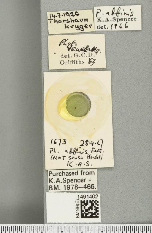 Phytomyza affinis Fallén, 1823 - BMNHE_1491402_label_53032