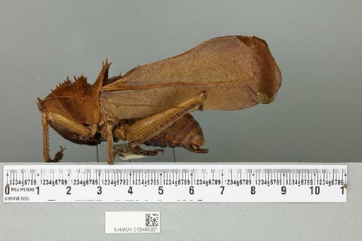 Ellatodon blanchardi (Brongniart, 1890) - 012498221_reverse