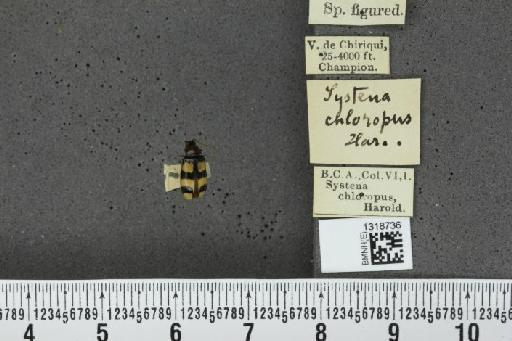 Prasona chloropus (Harold, 1876) - BMNHE_1318736_26171