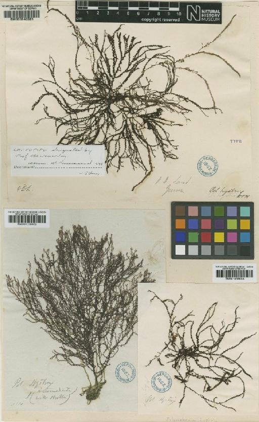 Echinothamnion hystrix (Hook.f. & Harv.) Kylin - BM000640381