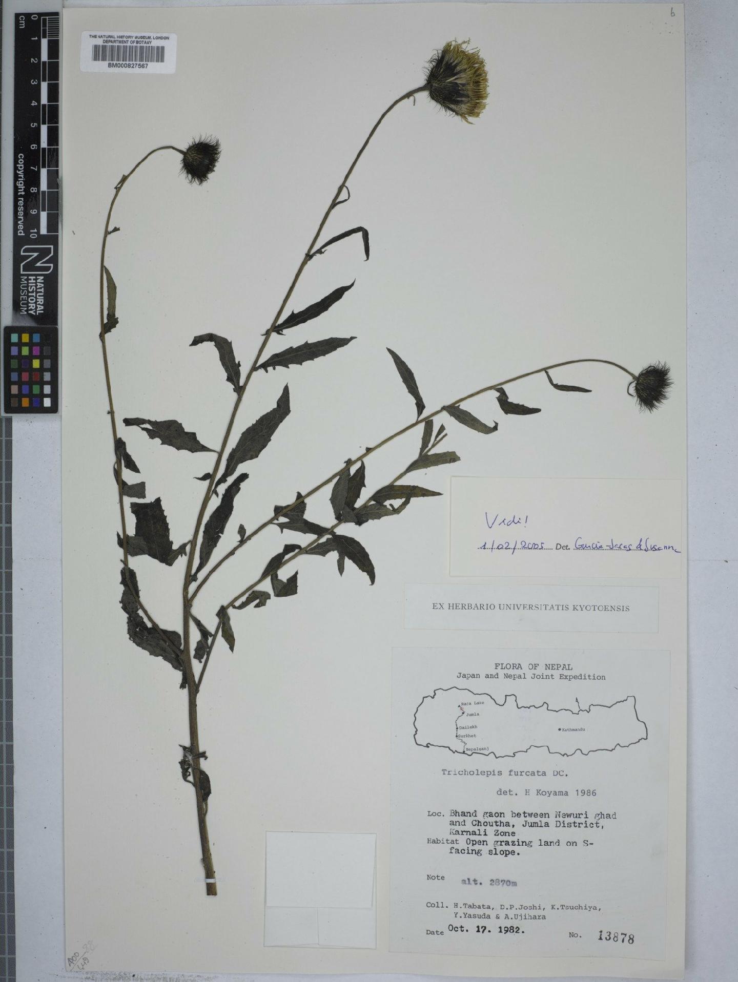 To NHMUK collection (Tricholepis DC.; NHMUK:ecatalogue:4972381)