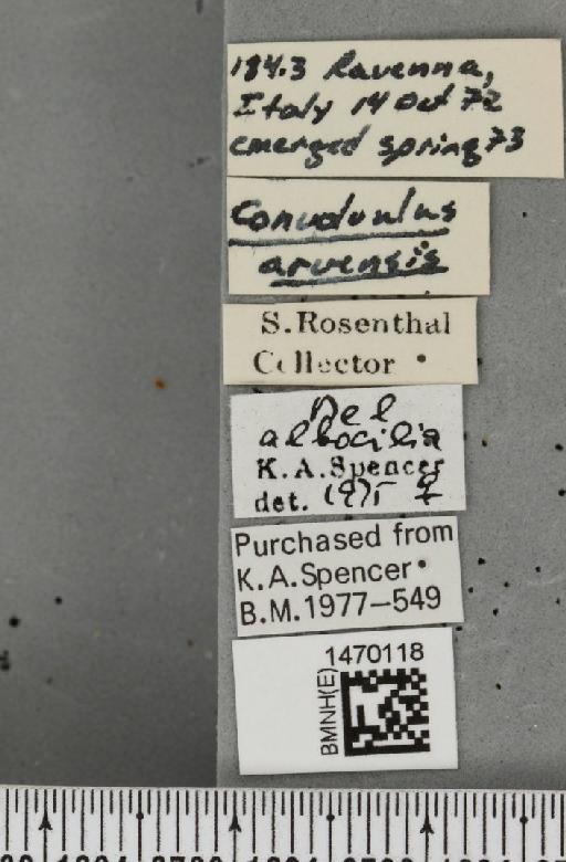 Melanagromyza albocilia Hendel, 1931 - BMNHE_1470118_label_44668