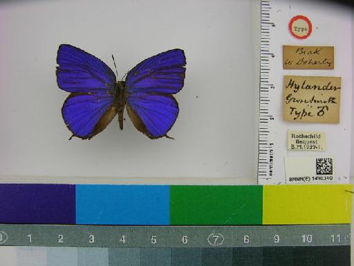 Arhopala hylander Grose-Smith, 1894 - BMNH(E)1498340 Arhopala hylander HT male D (1)