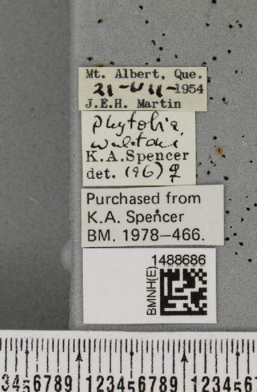 Phytobia waltoni (Malloch, 1913) - BMNHE_1488686_label_52534