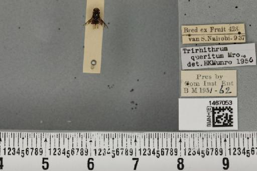 Trirhithrum queritum Munro, 1937 - BMNHE_1467053_43170