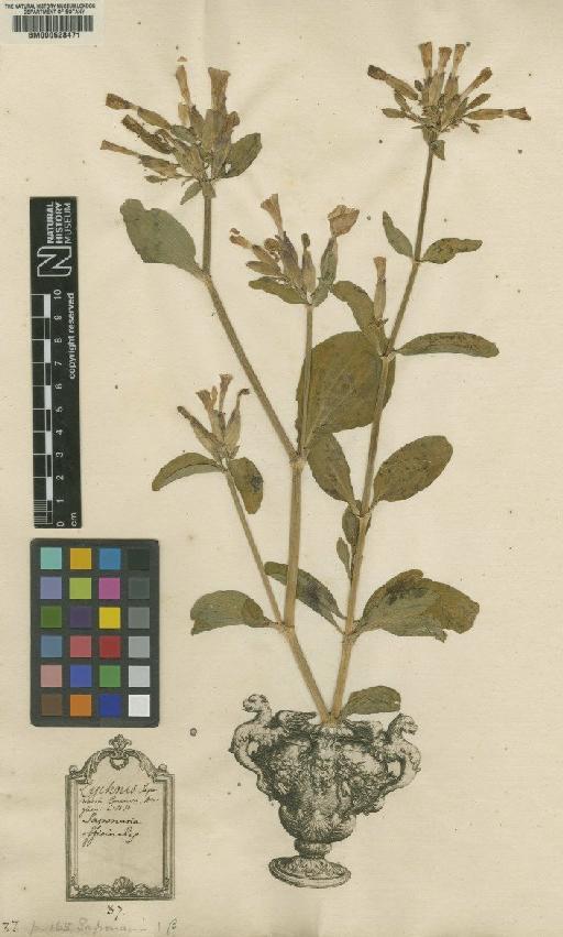 Saponaria officinalis var. officinalis L. - BM000628471