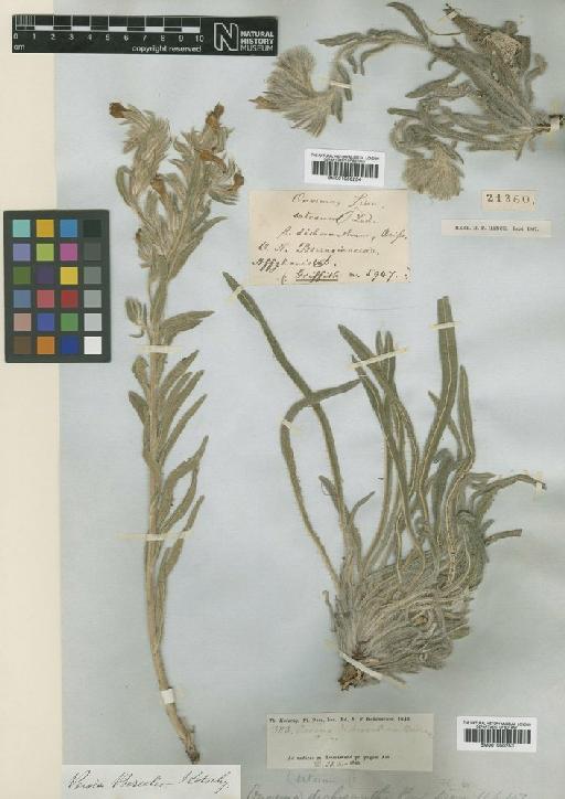 Onosma dichroantha Boiss. - BM001050254.