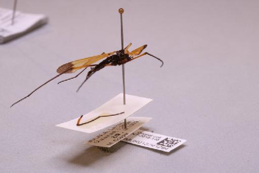 Tipulidae Latreille, 1802 - 013741284_additional_1