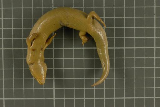 Lygosoma bampfyldi - Image of specimen 1946.8.6.84 also registered as 1930.4.5.1