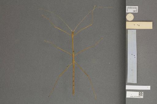 Clonistria tenuis (Westwood, 1859) - 014666277_ventral_labels