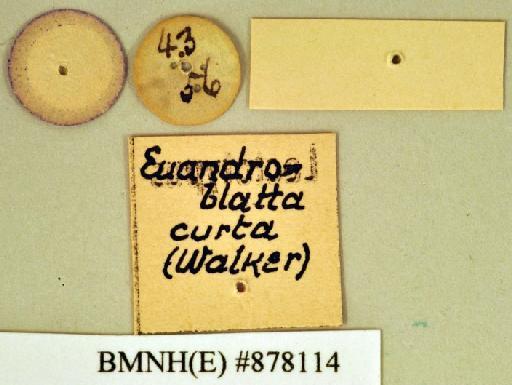 Blatta curta Walker, 1868 - Blatta curta Walker, F, 1868, unsexed, lectotype, labels (reverse). Photographer: Heidi Hopkins. BMNH(E)#878114