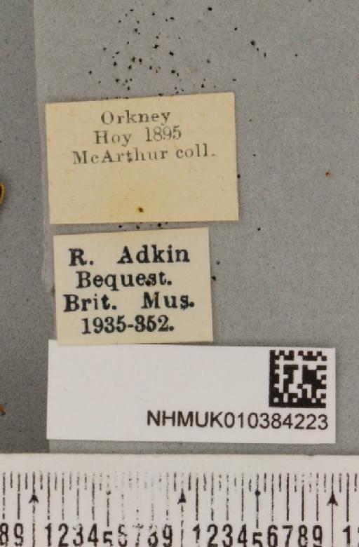 Parasemia plantaginis insularum Seitz, 1910 - NHMUK_010384223_label_511600