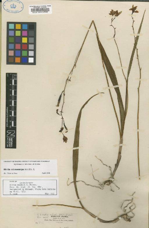 Bletia adenocarpa Rchb.f. - BM000516252