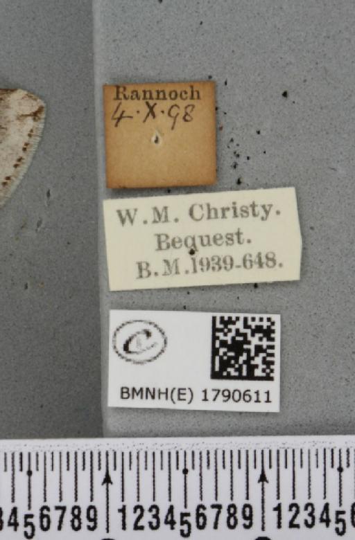 Epirrita autumnata ab. pallida Clark, 1896 - BMNHE_1790611_label_360842