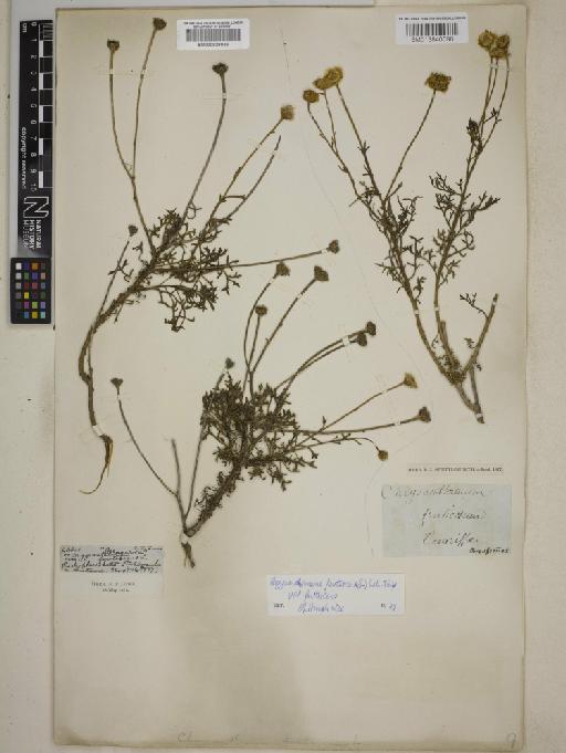 Argyranthemum frutescens subsp. frutescens - 000829849