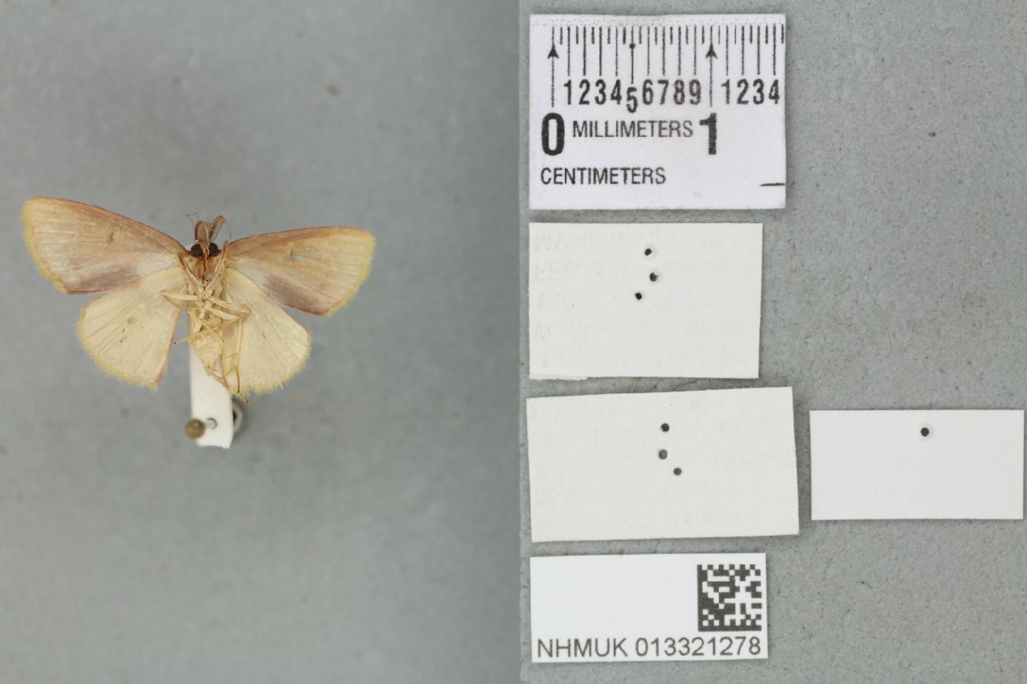 Chrysocraspeda plumbeofusa