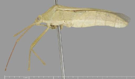 Homoeocerus turbidus Walker, 1871 - Homoeocerus turbidus-BMNH(E)884123-Holotype female lateral