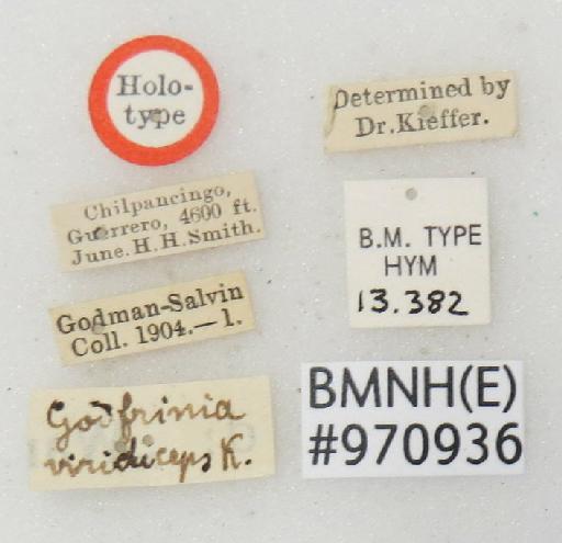 Godfrinia viridiceps Kieffer, 1911 - Godfrinia_viridiceps-BMNH(E)#970936_type-labels