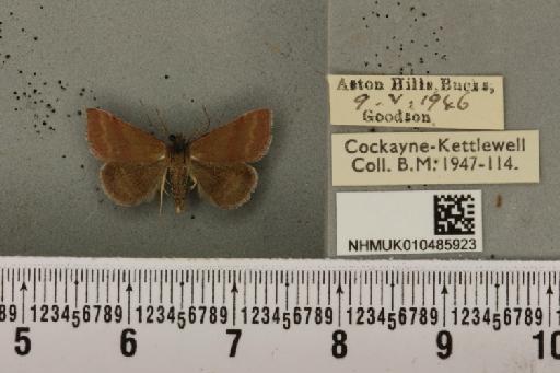 Phytometra viridaria ab. lungdahli Nordstrom, 1940 - NHMUK_010485923_542113