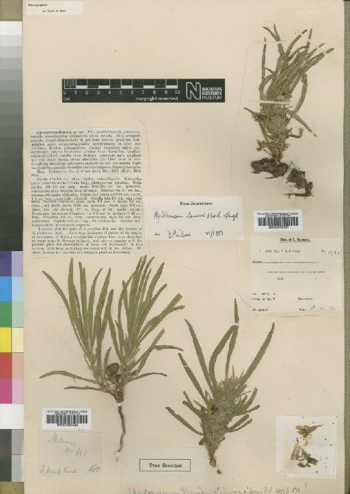 Aptosimum lineare Marloth & Engl. - BM000930528