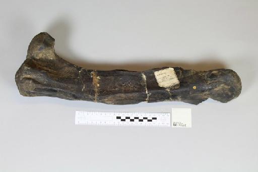 Iguanodon bernissartensis Boulenger, 1881 - 010024784_L010221065