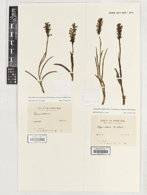 Gymnadenia borealis (Druce) R.M.Bateman, Pridgeon & M.W.Chase - BM001186003