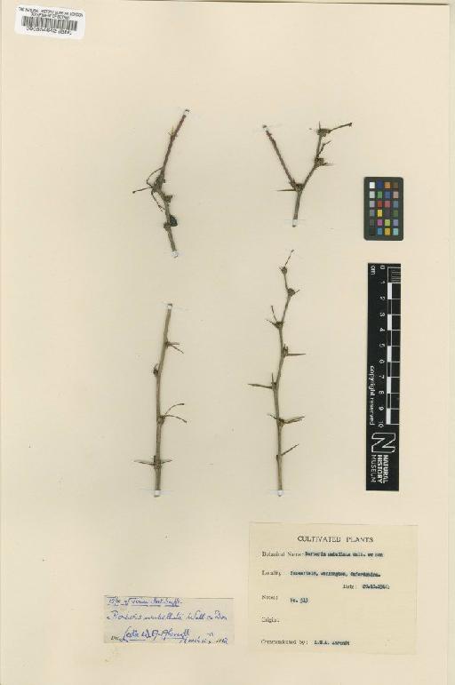 Berberis umbellata Wall. ex G.Don - BM000554642