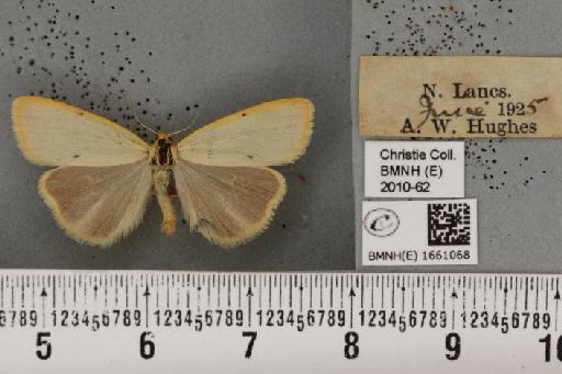 Cybosia mesomella (Linnaeus, 1758) - BMNHE_1661068_284751