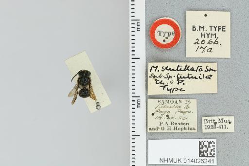 Megachile tutuilae Perkins, R. & Cheesman, L.E., 1928 - 014026241_835604_1653358-