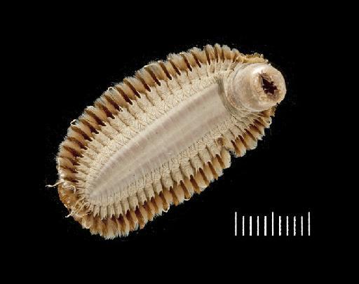 Euphione elisabethae McIntosh, 1885 - Polychaete type specimen 1921.5.1.4581  ventral