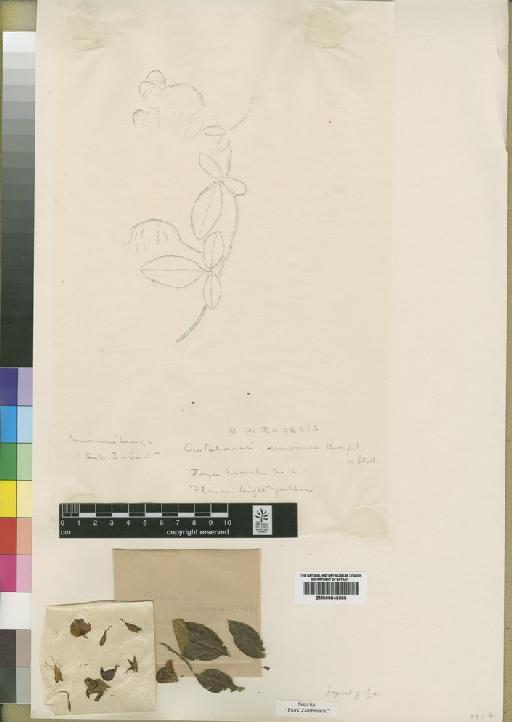 Crotalaria criniramea - BM000843566
